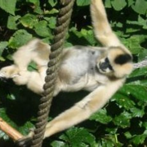 Nieuwe aap: de Skywalker hoolock gibbon