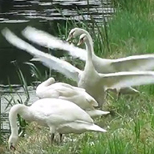 Jonge zwanen oefenen vleugelslag