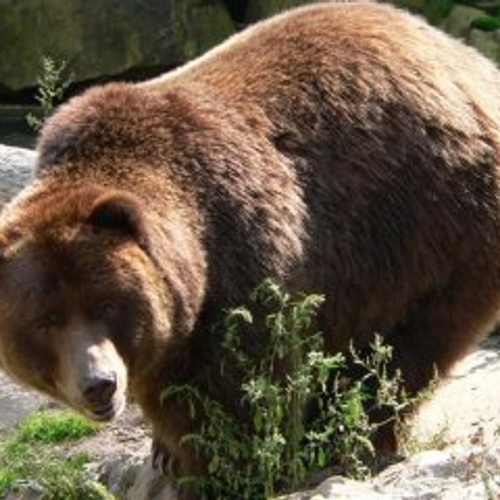 Afbeelding van Reuzenkangoeroe en bruine beer niet meer als huisdier