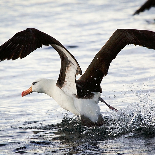 Zeldzame wenkbrauwalbatros voor Belgische kust