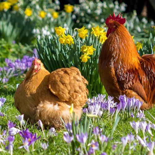 Amsterdam opent opvang voor gedumpte kip