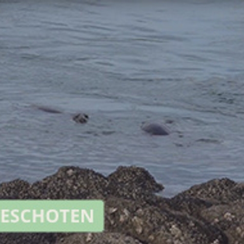 Zeehonden bij de Brouwersdam