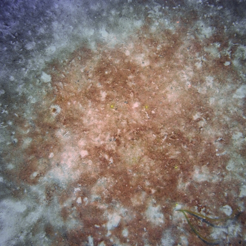 Koraalriffen hebben last van sommige zonnebrandcrèmes