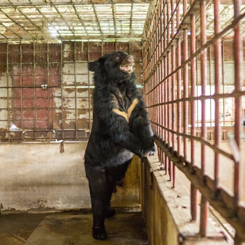 Vijf beren gered uit galindustrie Vietnam