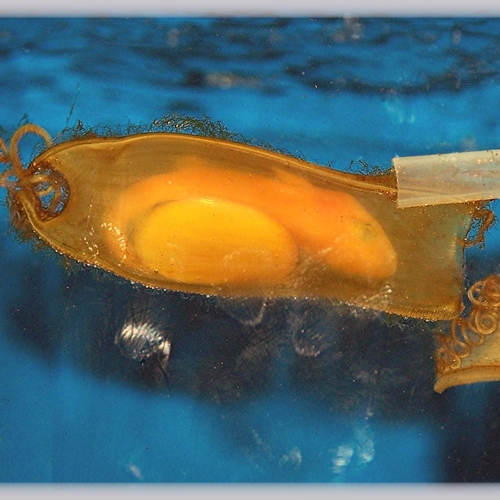 Haaienei met levend embryo