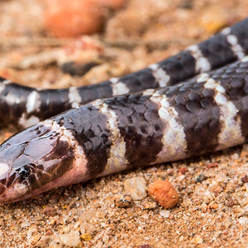 Afbeelding van Onderzoeker Freek Vonk ontdekt nieuwe Australische slangensoort