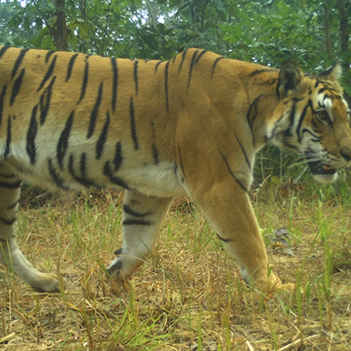 Verdubbeling tijgers in het wild in Nepal