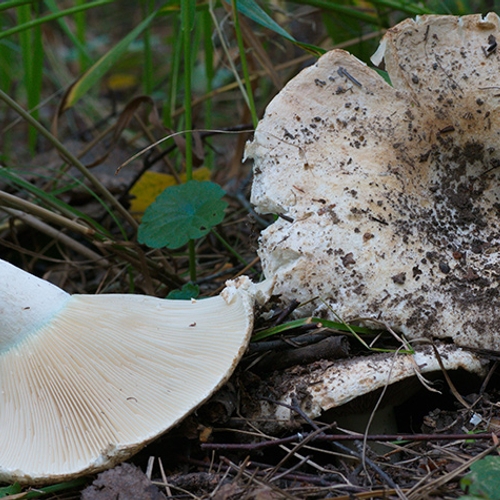 Grote groeiplaats van de smalplaatrussula ontdekt