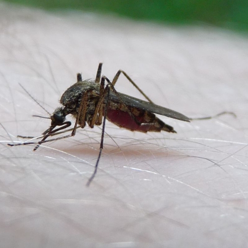 Meer muggenbeten in de winter door toename van de molestusmug