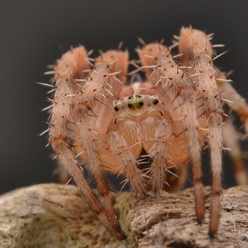 Fotoserie: ode aan de spin