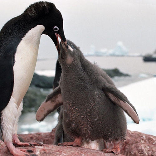 Update: Groep van anderhalf miljoen pinguïns ontdekt