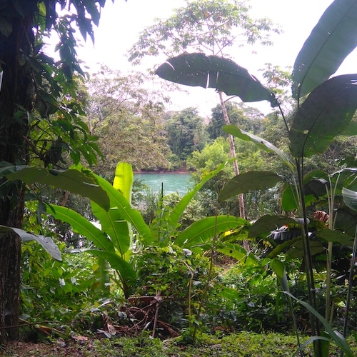 Kamerplanten eten in het regenwoud