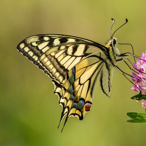 Ruim 80% minder vlinders in Nederland dan rond 1900