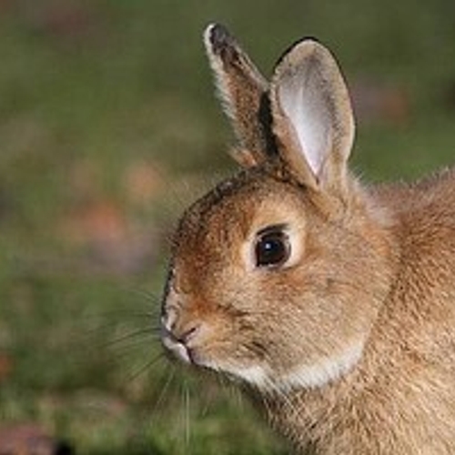 Afbeelding van Inenting verplicht voor konijnen dierenshows