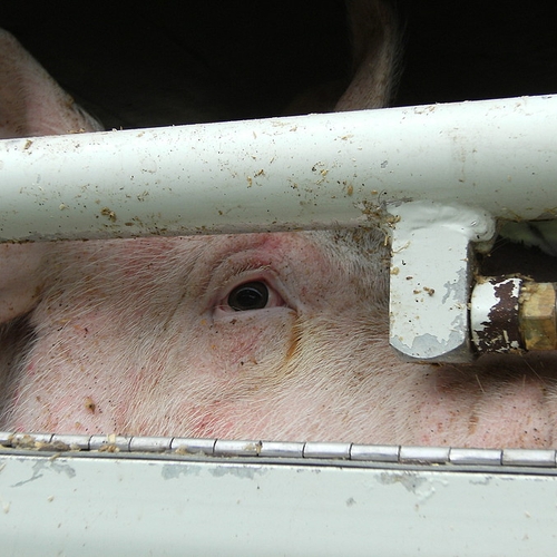 'Nog altijd grove misstanden in varkensslachthuizen'