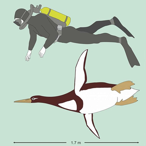 Enorme prehistorische pinguïn ontdekt