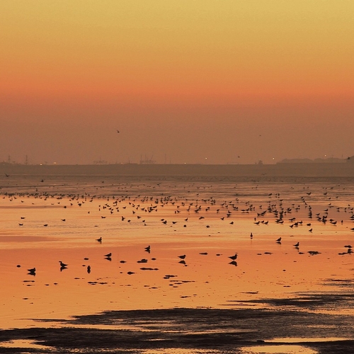 Afbeelding van Bijzondere vogeltelling van Waddenzee tot Zuid-Afrika