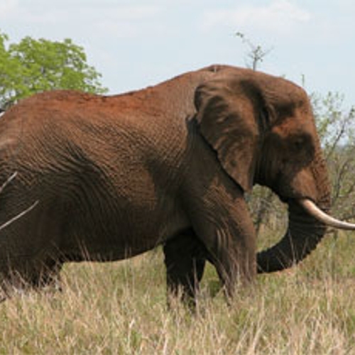 100.000 olifanten gestroopt in 10 jaar tijd