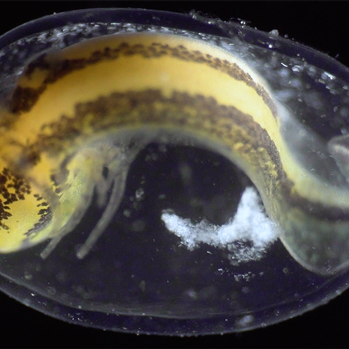 Ontstaan van een salamander, van cel tot embryo