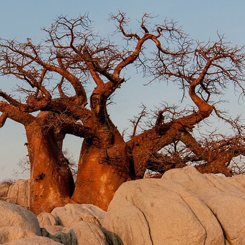 Duizend jaar oude baobabs sterven plots