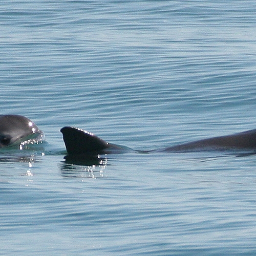 Dolfijnen sporen bedreigde soortgenoot op