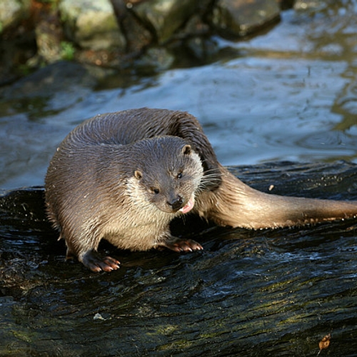 Steeds meer otters in Nederland