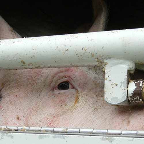 ’NVWA faalt met export ernstig zieke varkens’