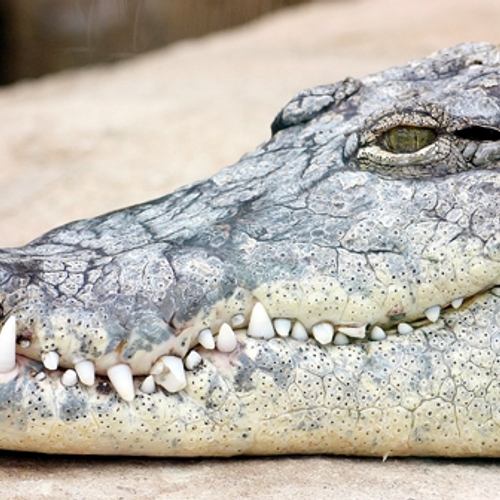 Enorme krokodil doodgeschoten in Australië