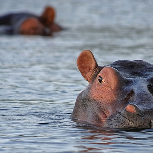 Honderd nijlpaarden dood door mogelijke uitbraak miltvuur