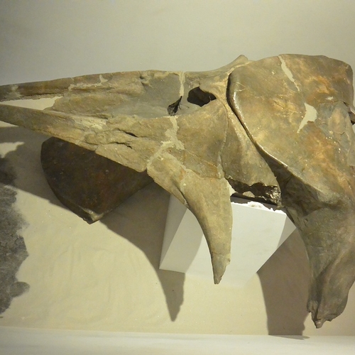 Brabants Natuurmuseum: Holotype van een walvis