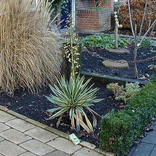 Kamerplant yucca rukt op in duingebieden