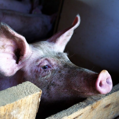 Extra informatie over varkensvlees mag wat kosten