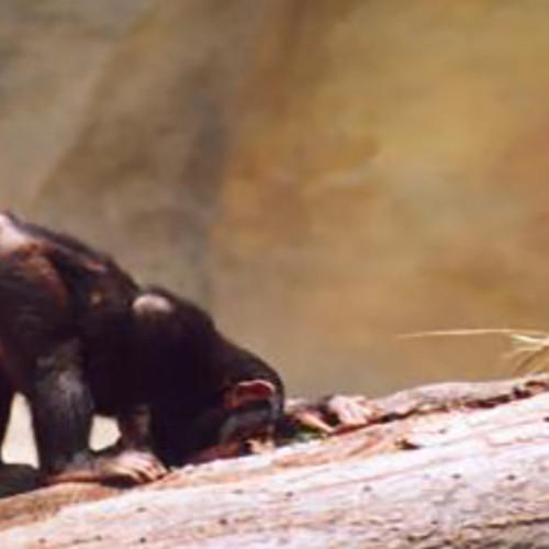 Chimpansees herkennen elkaars billen direct