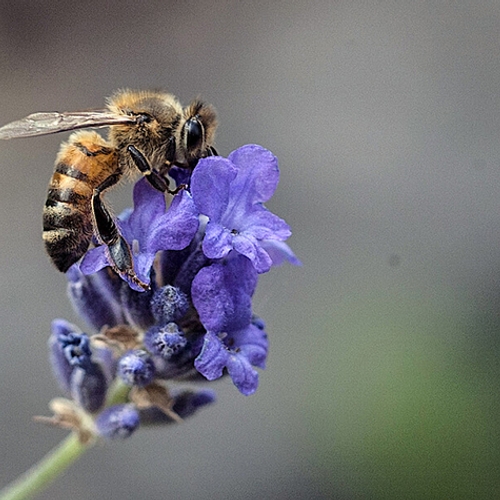'Verbeter de natuurlijke weerstand van de honingbij'