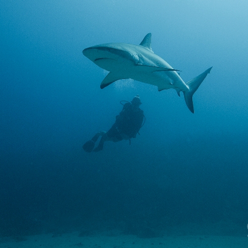 Blog: We moeten meer van haaien houden!