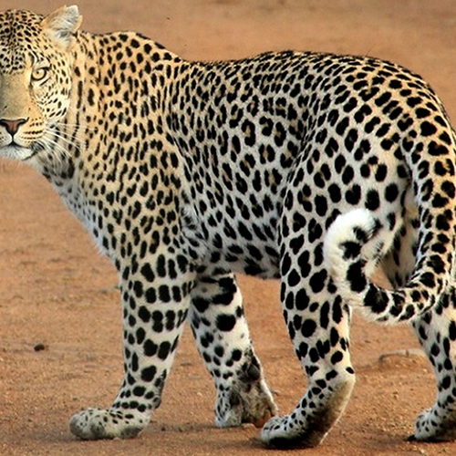 Aantal Zuid-Afrikaanse luipaarden neemt af