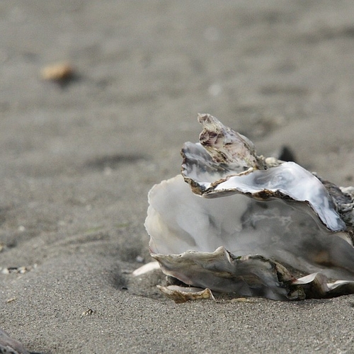 Japanse oester helpt bedreigde Nederlandse platte oester