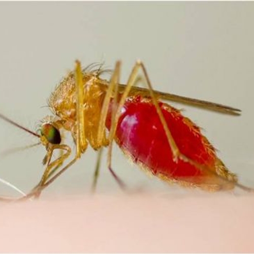 Nog weinig muggenoverlast gemeld op Muggenradar.nl