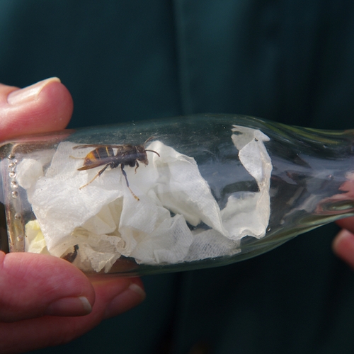 Zeeuws nest van Aziatische hoornaar vernietigd