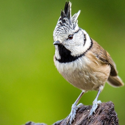Luxe vogelhut: gemak dient de natuurfotograaf