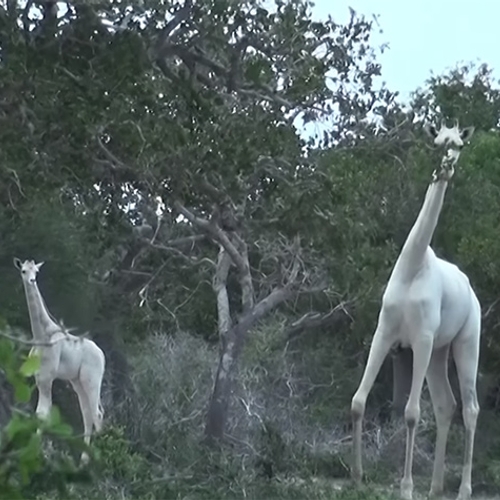 Bijzonder: witte giraffes gezien in Kenia