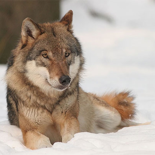 Mongolië waarschuwt Noorwegen voor gevolgen wolvenslachting