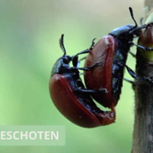 Populierenhaantje eet door tijdens paren