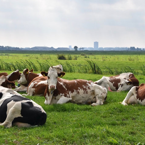 Minister Kamp waarschuwt voor groei melkveestapel