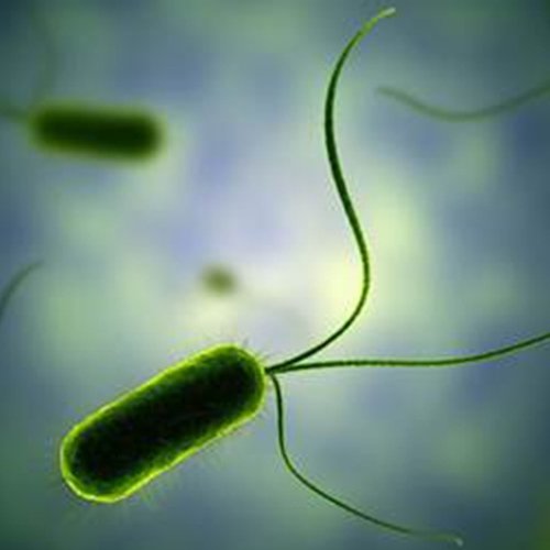 Bacteriën vertonen stemmingen en persoonlijkheid