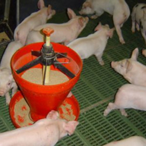 ‘Banken investeren in dieronvriendelijke vleesproductie’