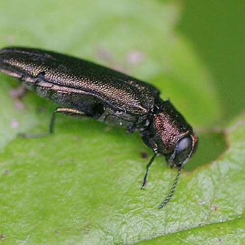 Perenprachtkever tast natuurkunstwerk aan