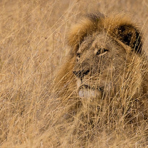 Zoon van Cecil de leeuw prooi van jager