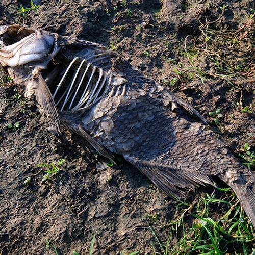 Droogte rampzalig voor natuur in de Kempen