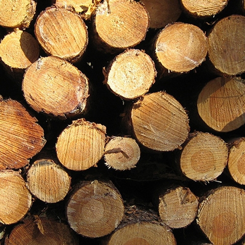 Afbeelding van Brazilië stap vooruit tegen illegale houtkap